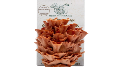 Large Pink Oyster Mushroom Ready-to-Grow Kit