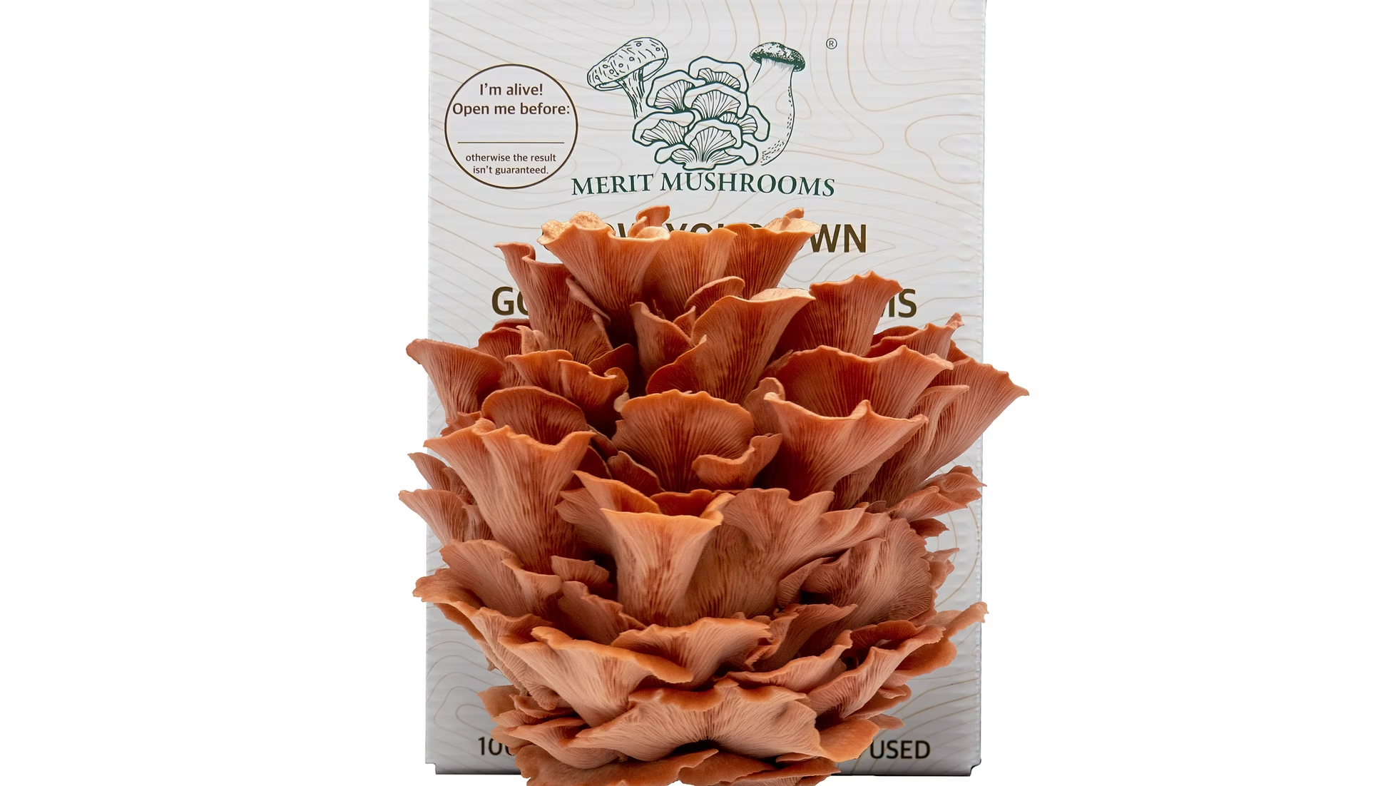 Large Pink Oyster Mushroom Ready-to-Grow Kit