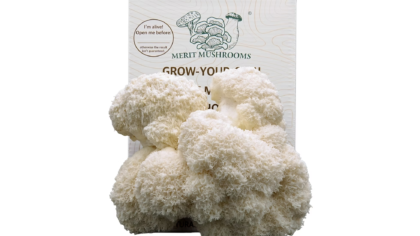 Large Lion's Mane Mushroom Ready-to-Grow Kit