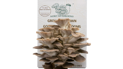 Large Summer Oyster Mushroom Ready-to-Grow Kit