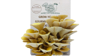 Large Yellow Oyster Mushroom Ready-to-Grow Kit