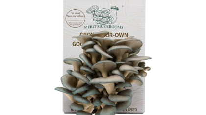 Large Blue Oyster Mushroom Ready-to-Grow Kit