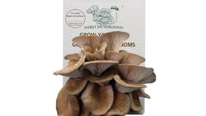 Large Black Pearl Oyster Mushroom Ready-to-Grow Kit