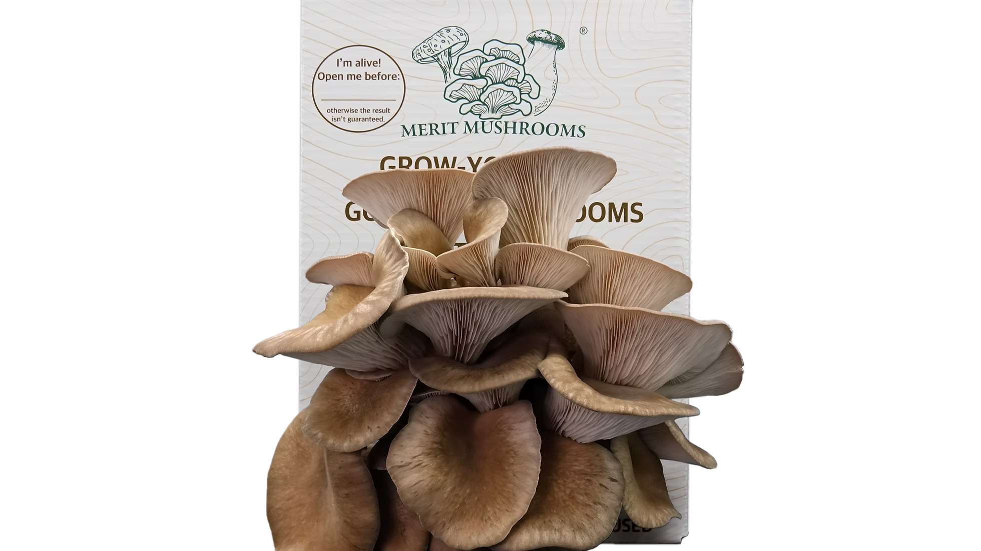 Large Black Pearl Oyster Mushroom Ready-to-Grow Kit